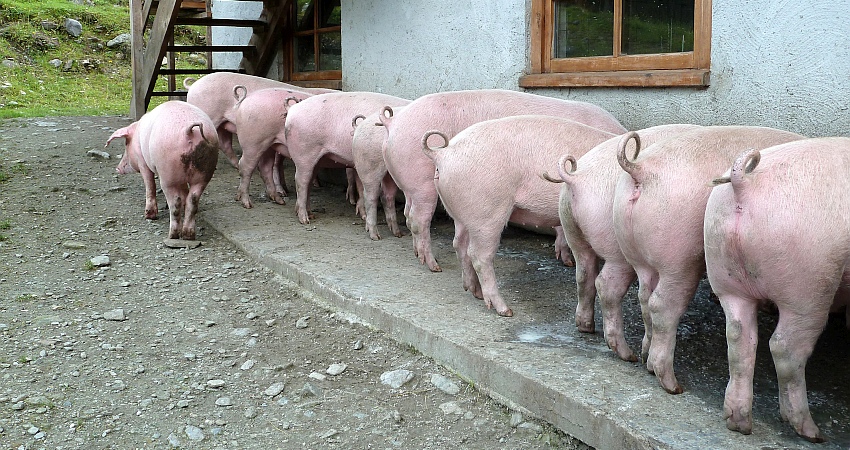 Grüne besuchen Landwirt Leonhard Becker am „Tag der Nachhaltigkeit“ (22.09.2016)